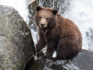 Brown bear cub looking at camera